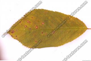 Photo Texture of Leaf 0076